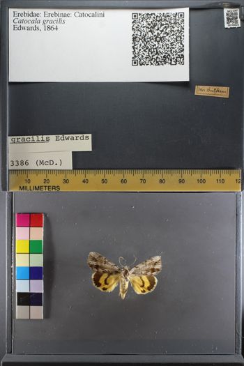Media type: image;   Entomology 749623